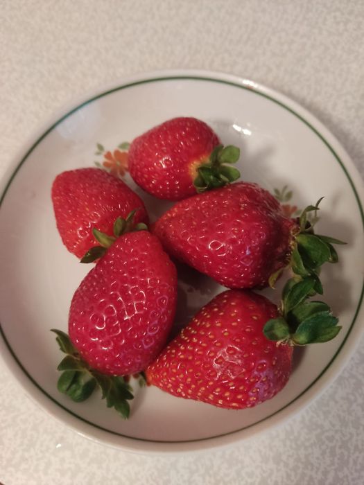 Рассада клубники сортовая