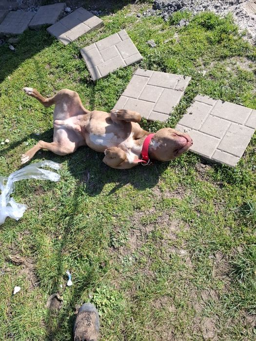 Стафорчески  териер