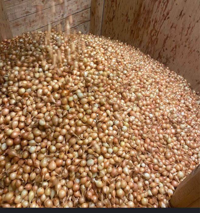 Arpacig stuttgarter cal 1 origine olanda