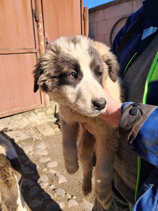 Ofer spre adoptie catei metis Asia Centrala