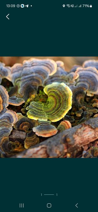 Coada de curcan ciuperca din padure ciuperca medicinala