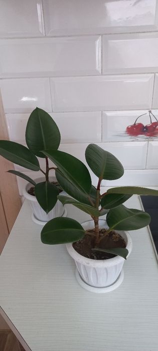 .   Фикус каучуконосный