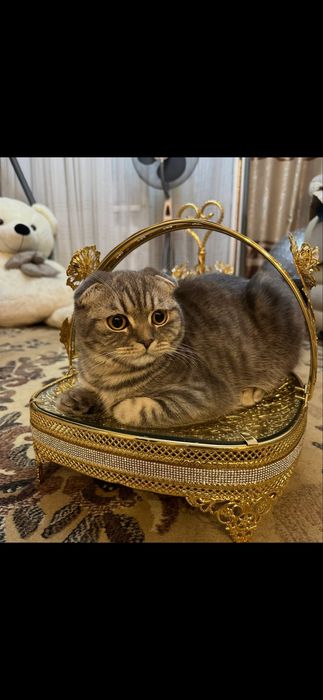 Продам шотладских котят