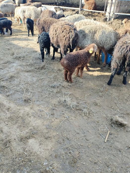 Козылы коилар сатылады