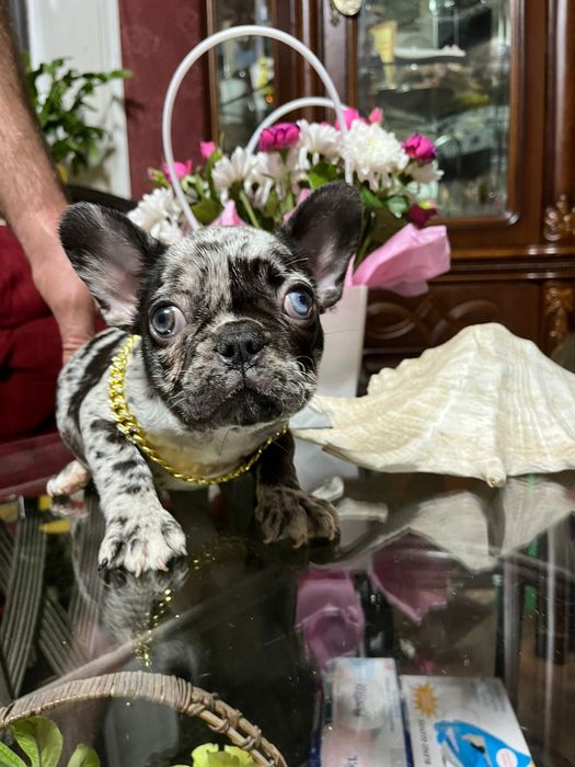 Французский бульдог девочка мерле