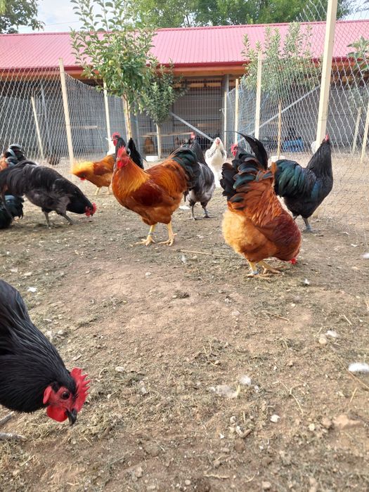 Oua de incubat,  pui de o zi,  păsări de rasă,  Brahma , Australorp,