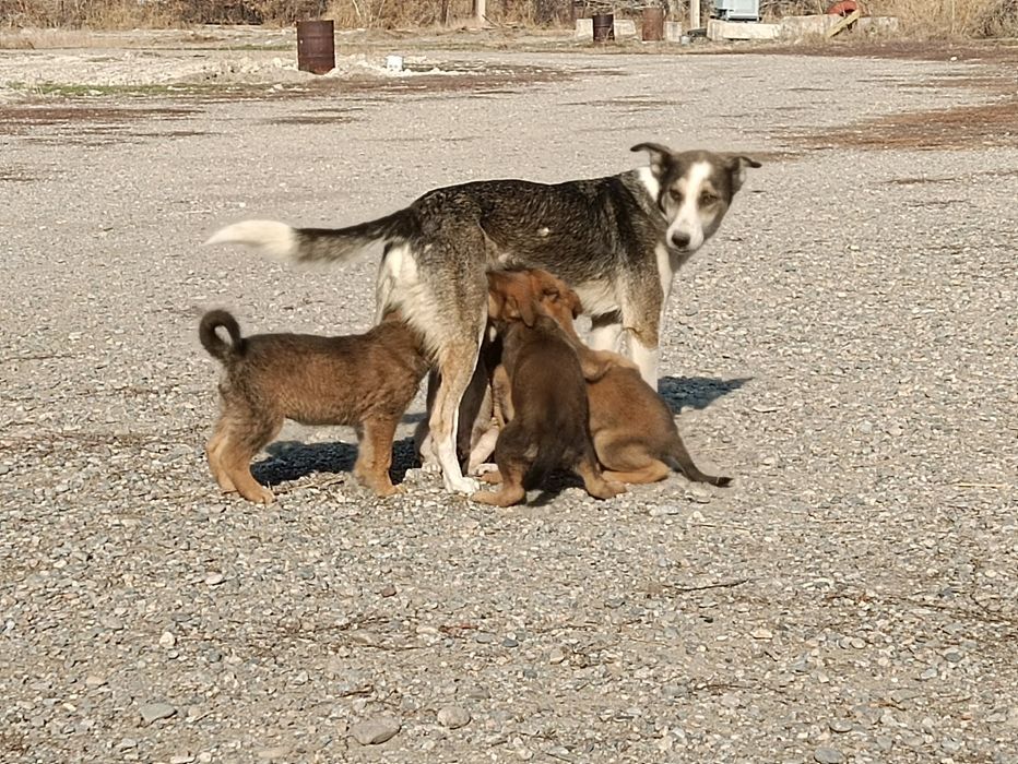 Щенки   (метисы)