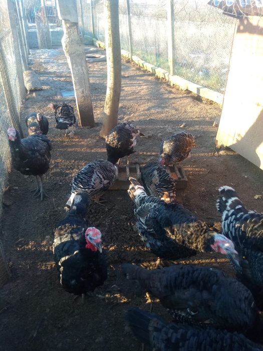 Vand curci si curcani crescuți natural