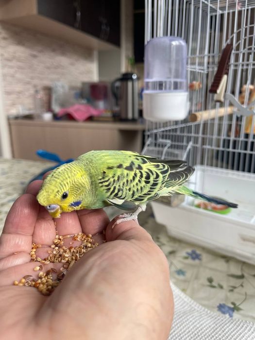 Ручной волнистый попугайчик