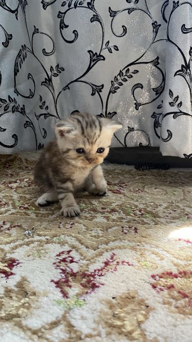 Котята скотиш страйт
