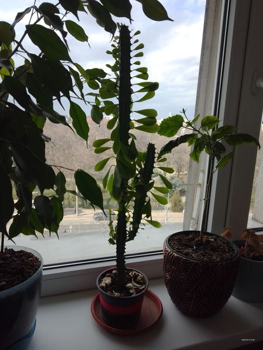 Plante ieftine de interior