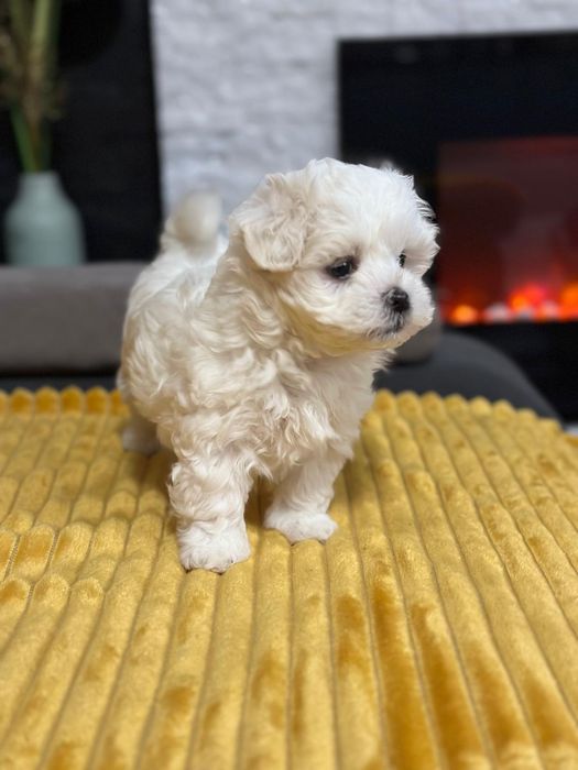 Bichon maltez mini-toy