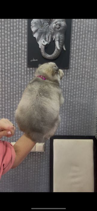 Серебристая голубоглазка хаски девочка