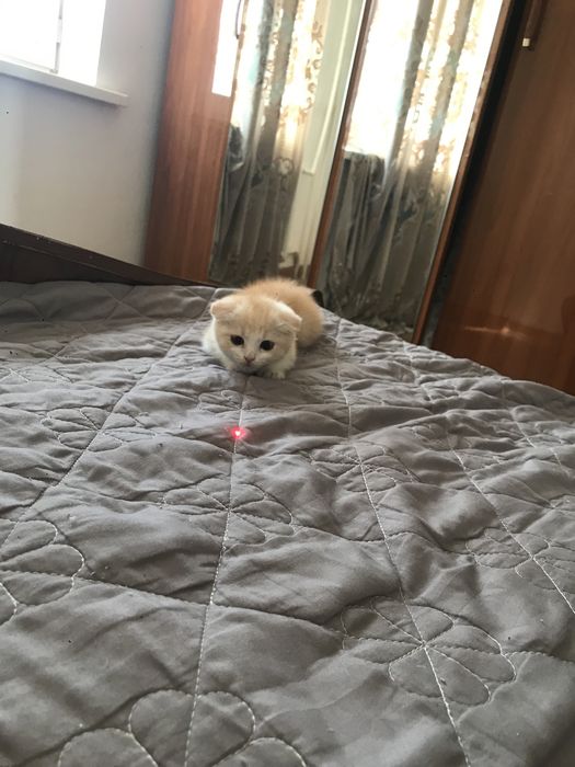 Кошка Шатланский