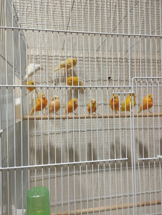 Limoni yiri kanarekalar sotiladi