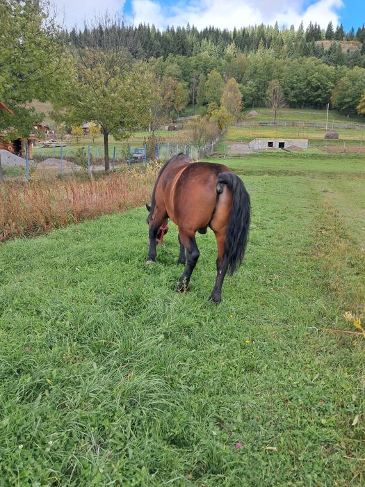 Vhnd cal pentru abator