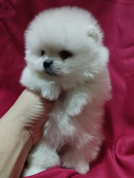 Щенки шпица мини