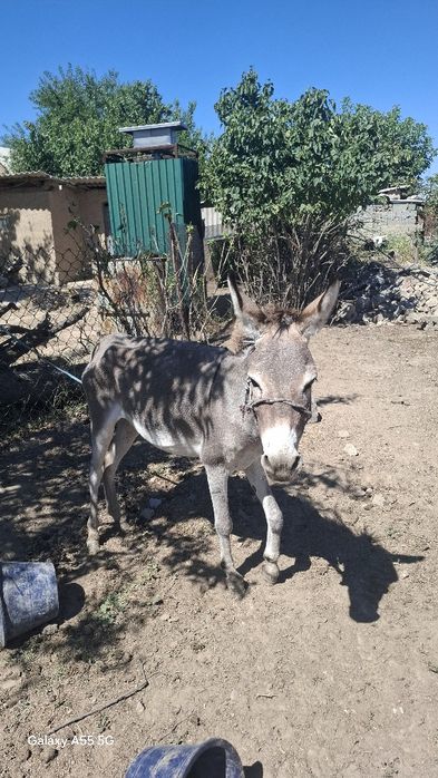 Есек сатам Шубарсуда