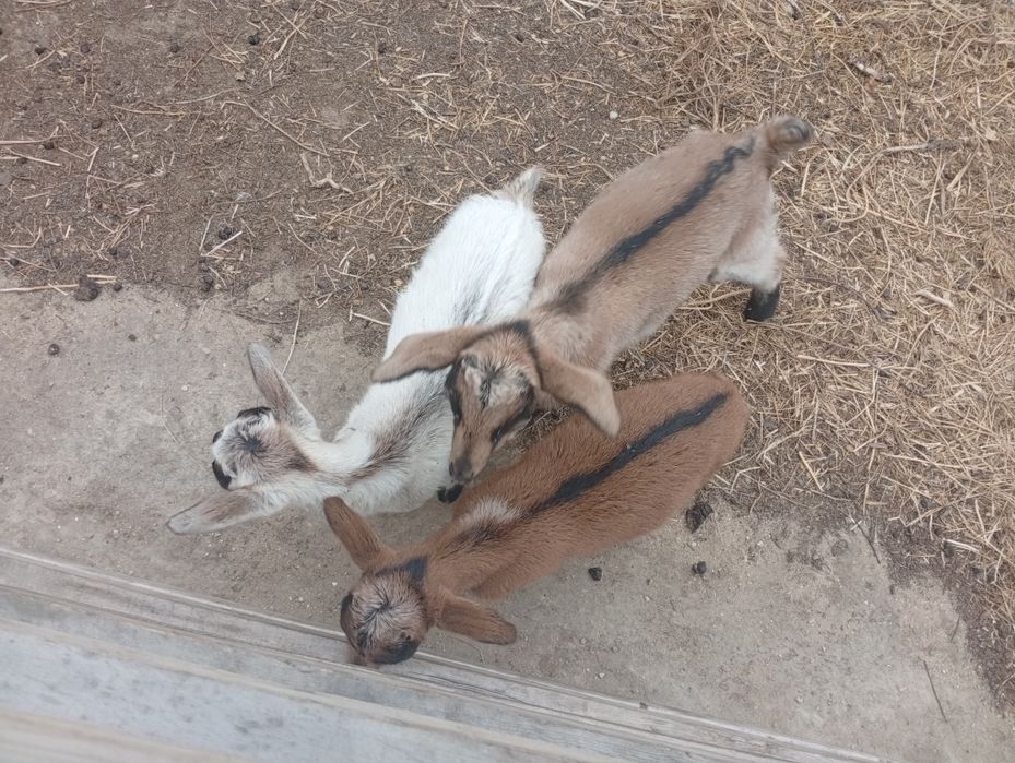 Продаются козлята