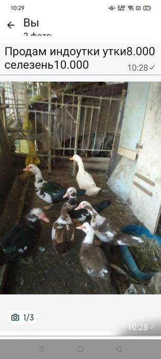 Продам утки взрослые
