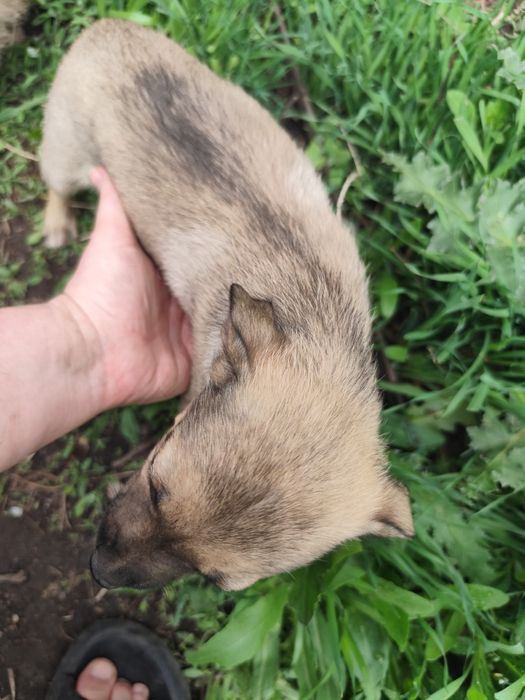 Щенок девочка ищет себе семью