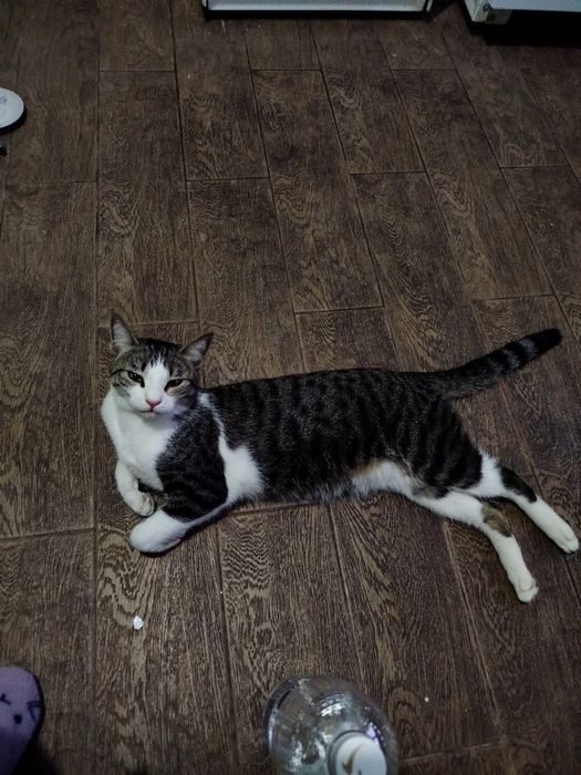 Отдам кота в добрые руки
