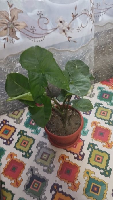 Сингониум или тропическая лиана