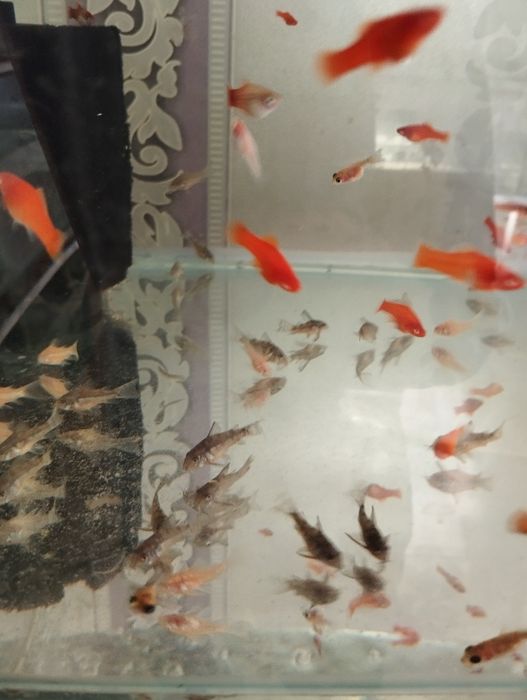 Телескопы и сомики