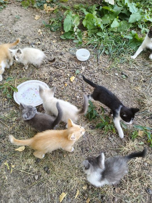 Котята крысыловы.