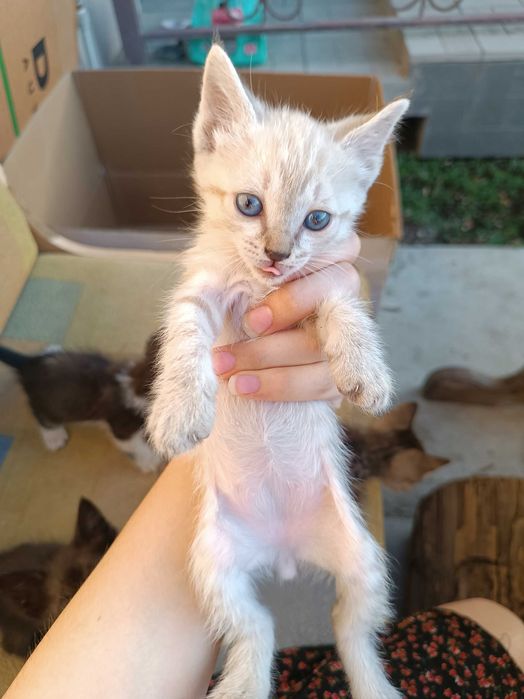 Отдадим котят в добрые руки. Тараз