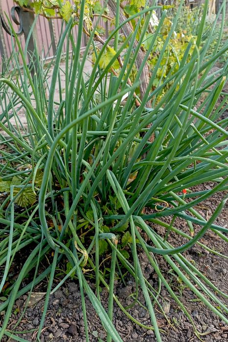 Продам лук, мята , щавель пучек