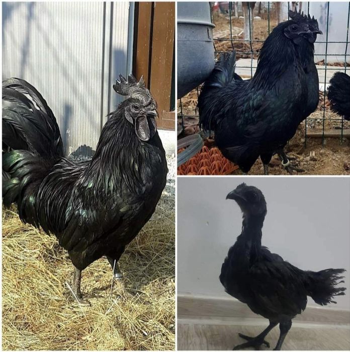 Oua de incubat Ayam cemani, rasa pura, gaini carne nragra