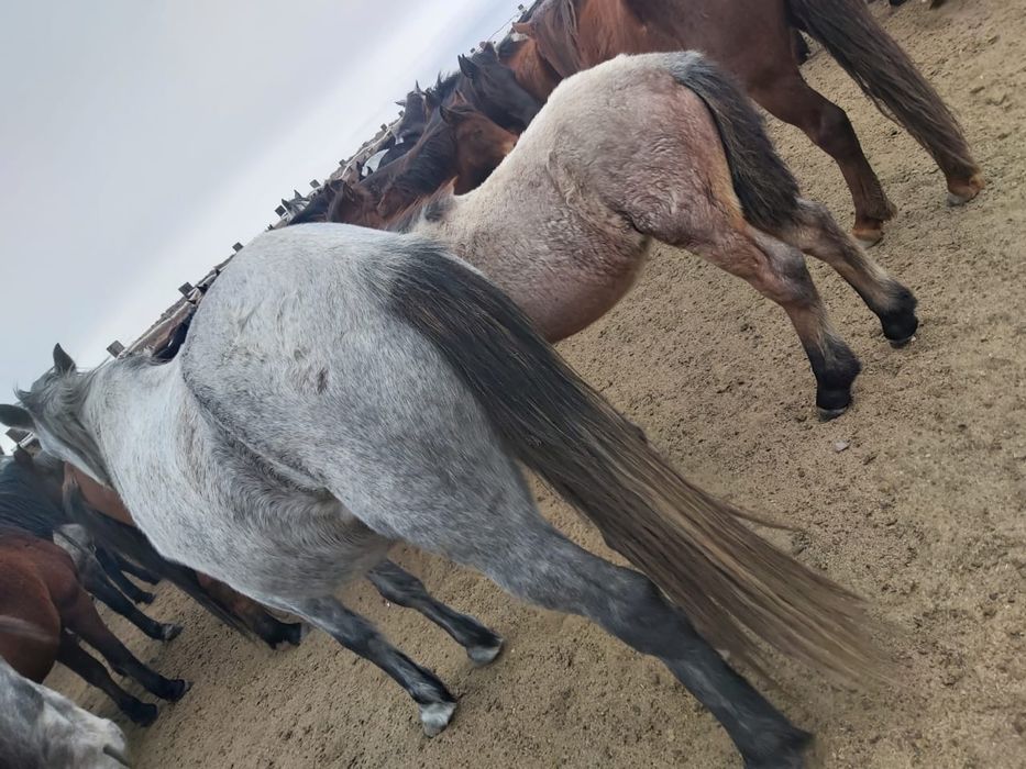 Продам лошадей оптом