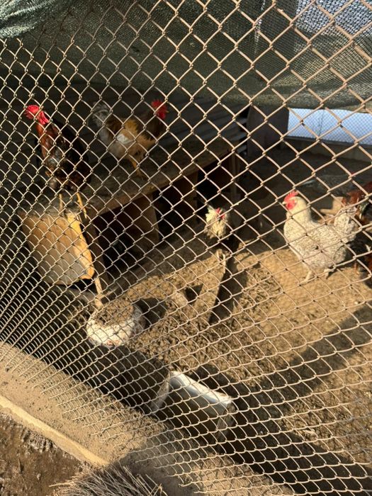 Продам петушков домашних молодых 10 штук