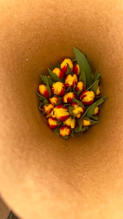 Доставка Тюльпанов