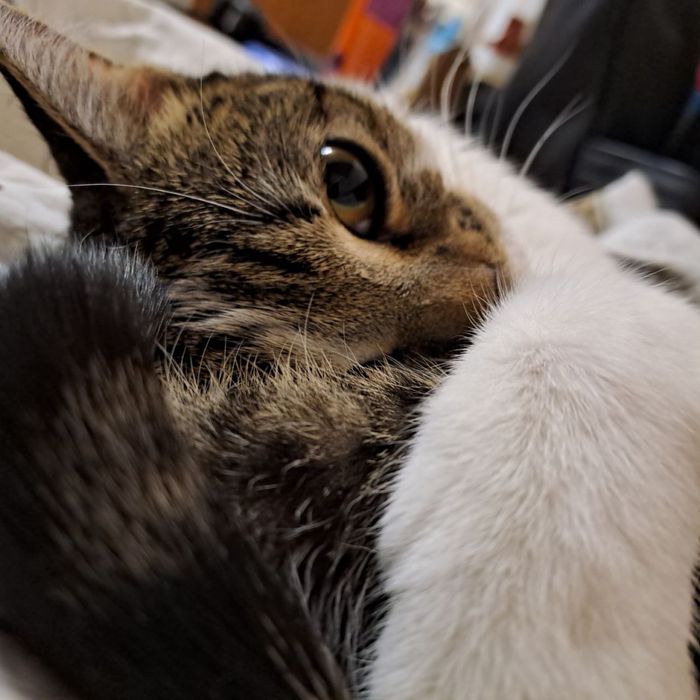 Отдам в добрые руки