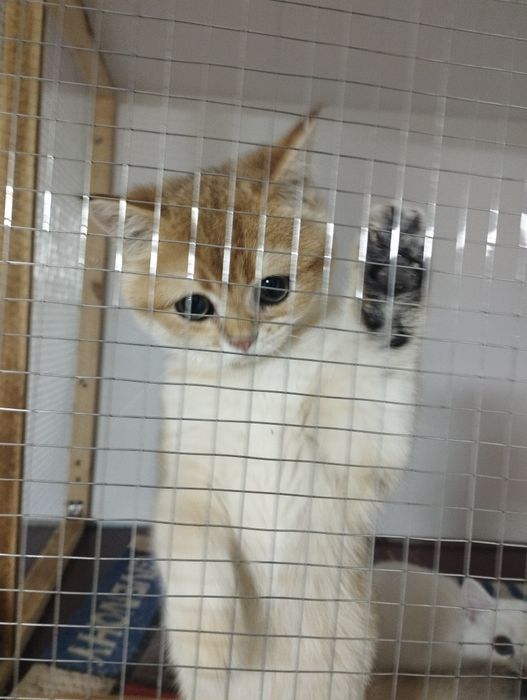 Британская золотая шиншилла, девочка, возраст 4 месяца.