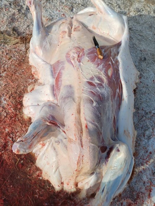 Откорм бұқалар сатамыз