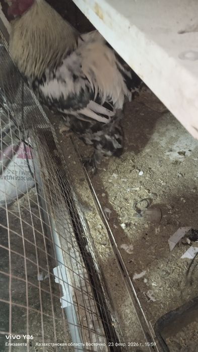 Цыплята яйцо брамы