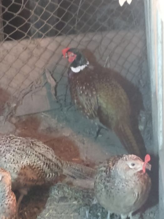 Продам фазанов .