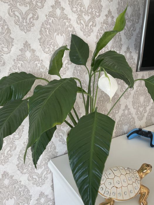 Продам цветы