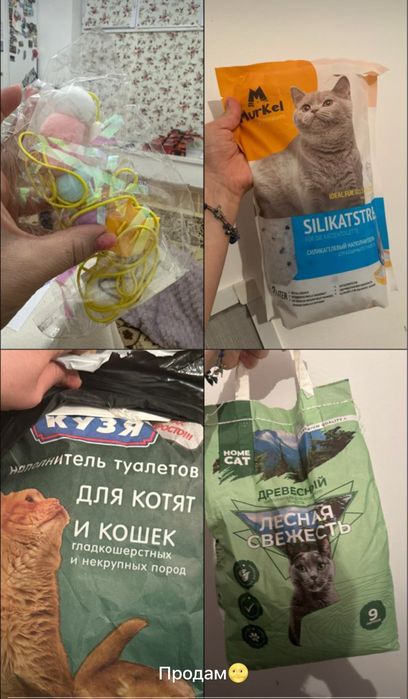 Все для вашего котенка