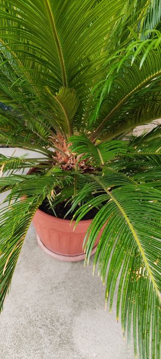 Палма супер състояние