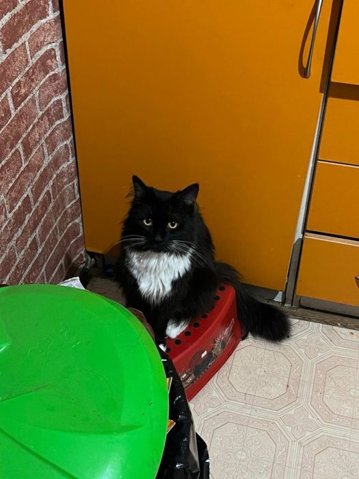 Отдаю двух котов