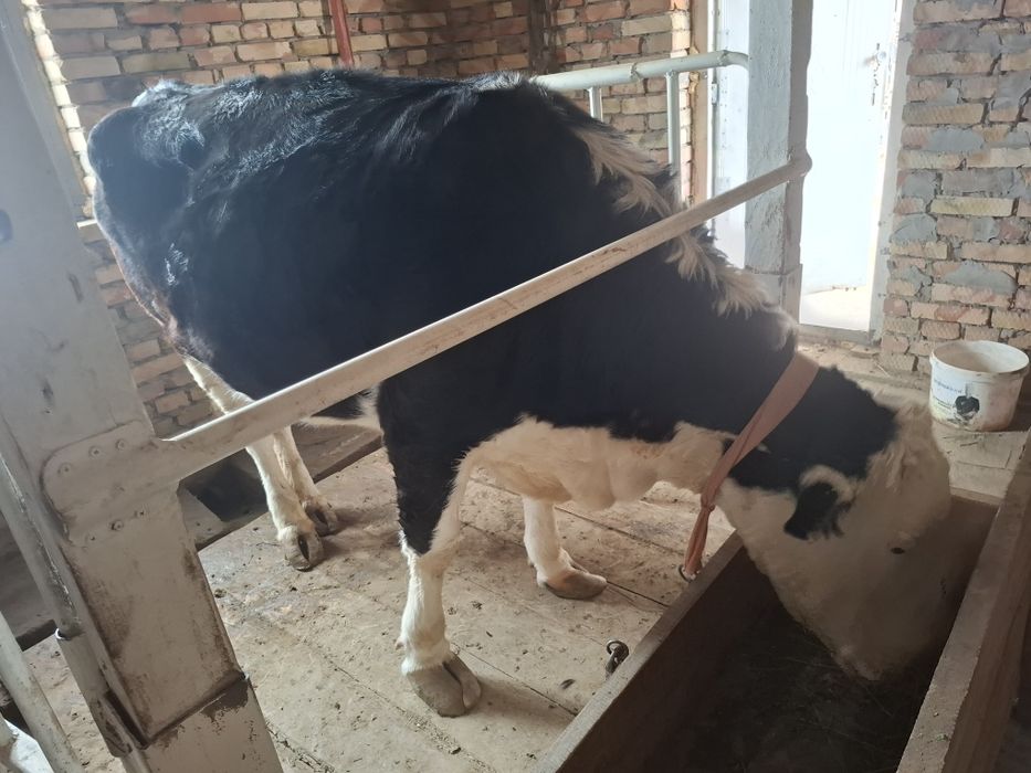 Сиыр сатылады (Сиыр)