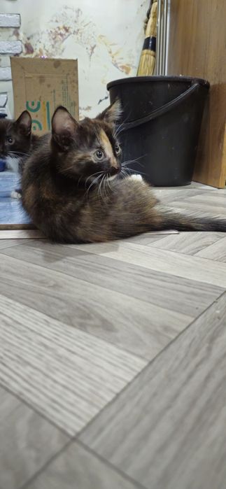 Отдам котят 2 месяца