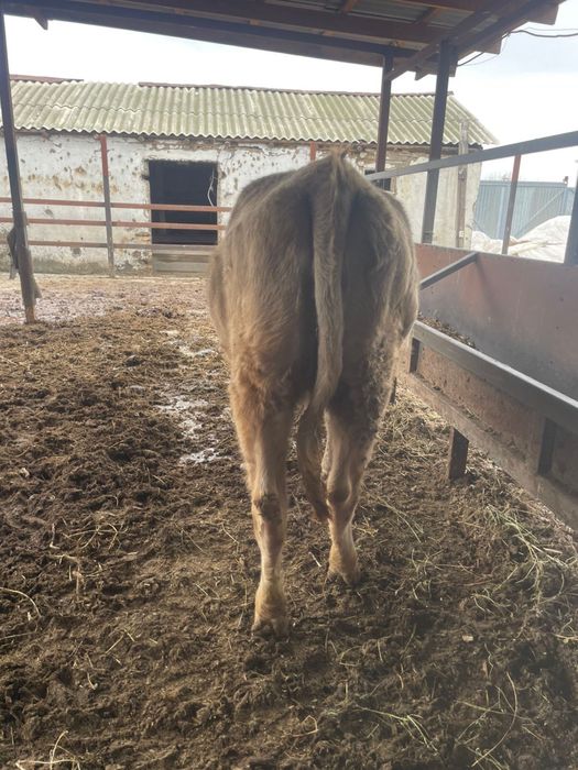 Корова телка молодая