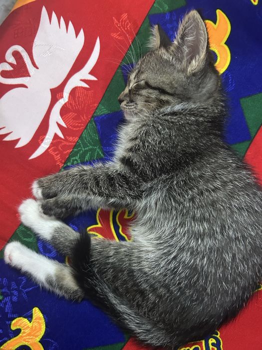 Отдам в добрые руки.