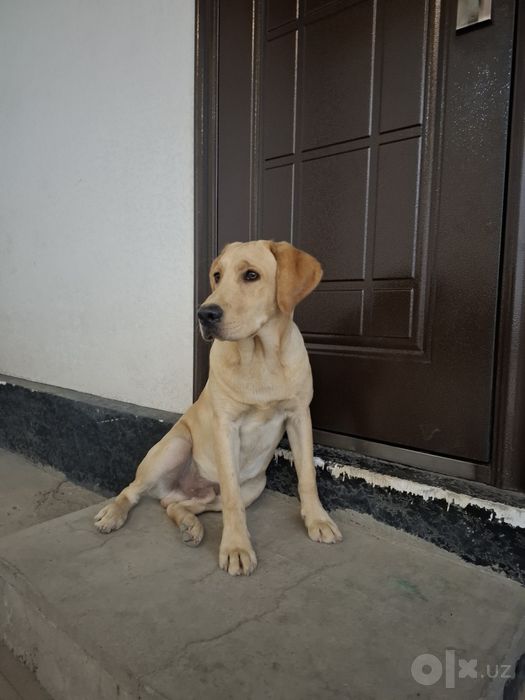 Labrador sotiladi