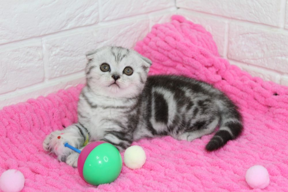 Шотландские вислоухие Котята